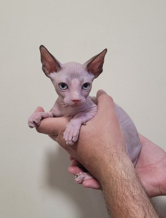 Gatinha sphynx com olhos azuis