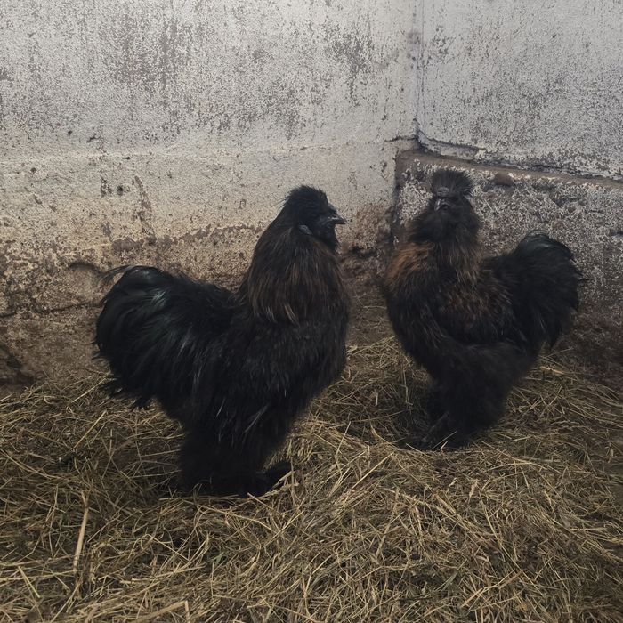 Silki młode koguty Silka