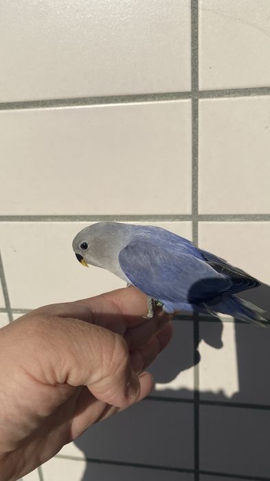Agapornis domesticado