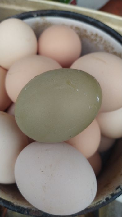 Інкубаційне яйце "великодніх курей", Маран, Амераукана, помісні