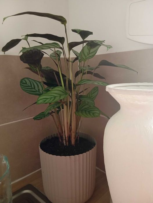 Plantas de interior e exterior