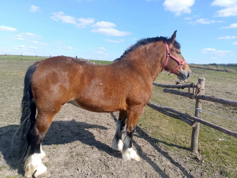 Sprzedam klacz 10lat