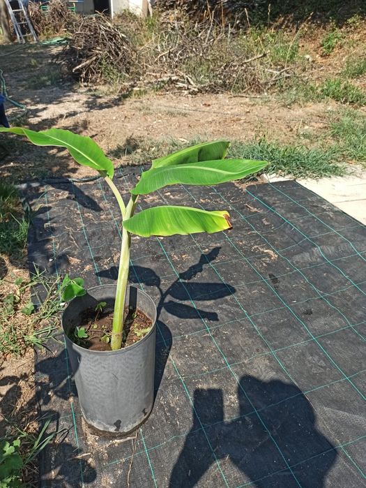 Bananeiras  musa