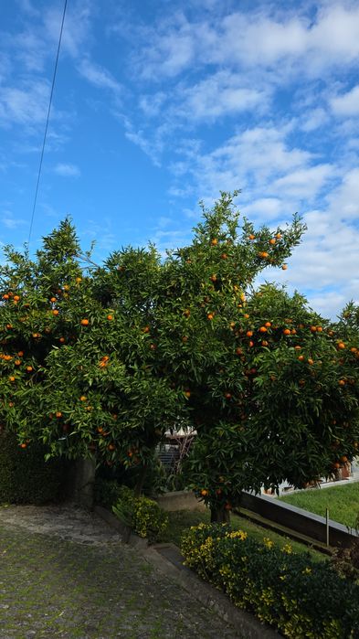 Laranjas sem agrotóxico