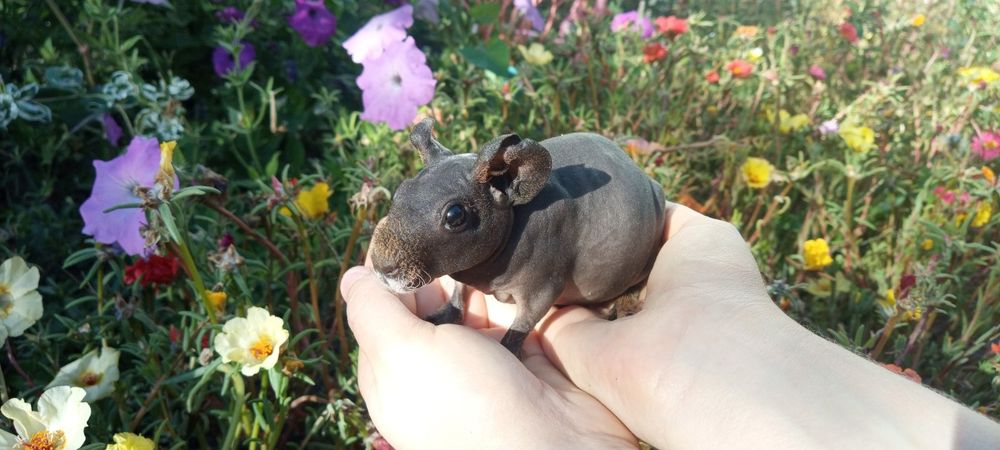 Продается свинка скинни