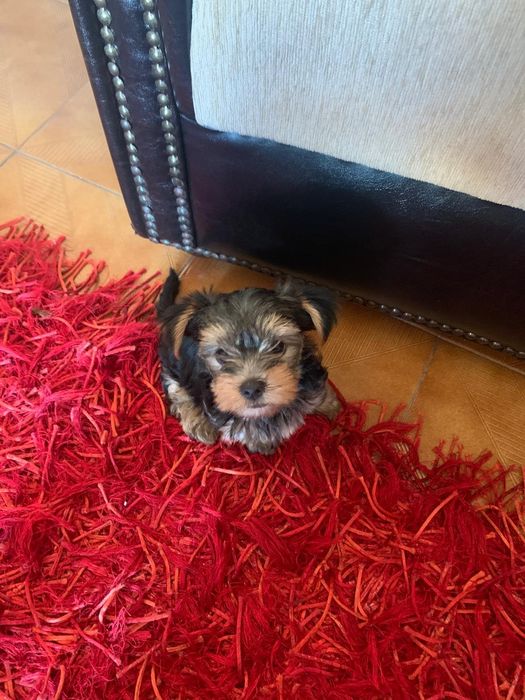 Yorkshire terrier incrível