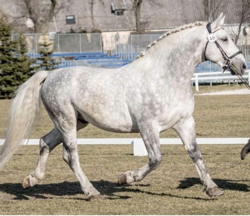 Klacz Śląska programowa
