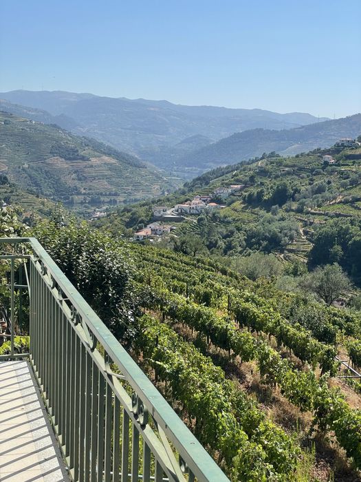 Quinta vinhateira com moradia e adega