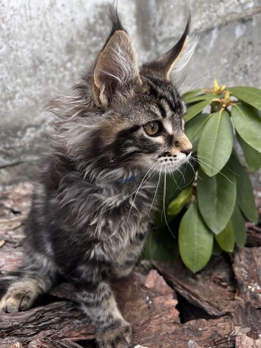 Хлопчик мейнкун мармуровий