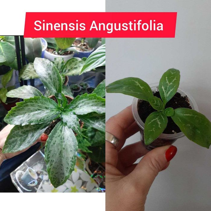 Хириты детки разные сорта