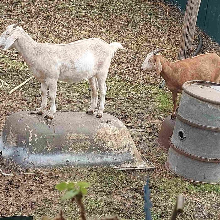 Нубийские козочки