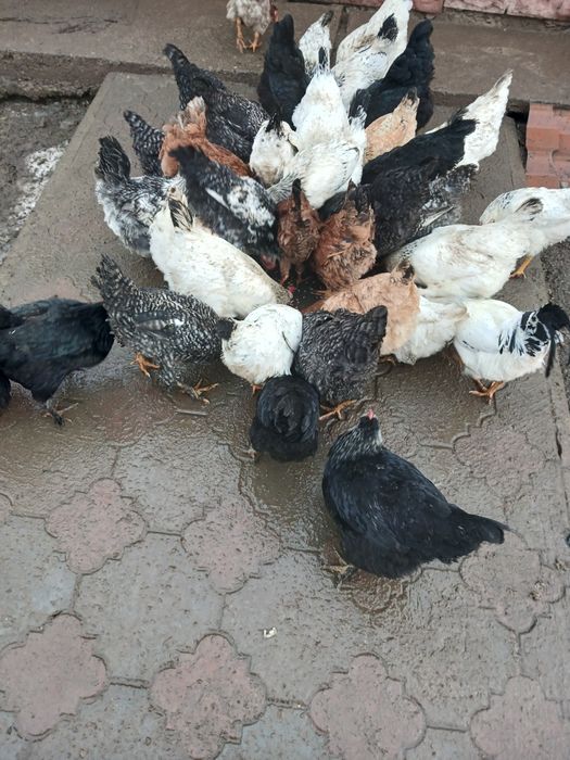 Продам молоді кури 8-10 шт. Ціна 1курки 400 грн