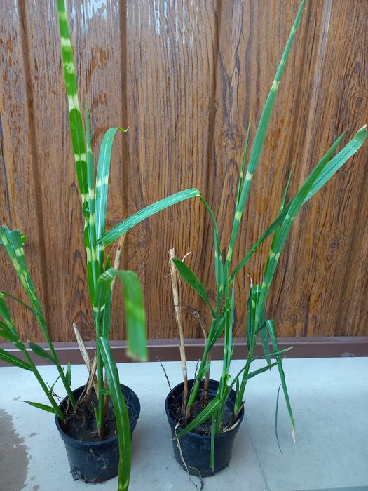 Райграс бульбоносний декоративні злаки міскантус