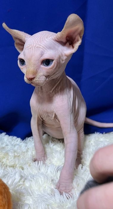 Хлопчик канадський сфінкс ELF