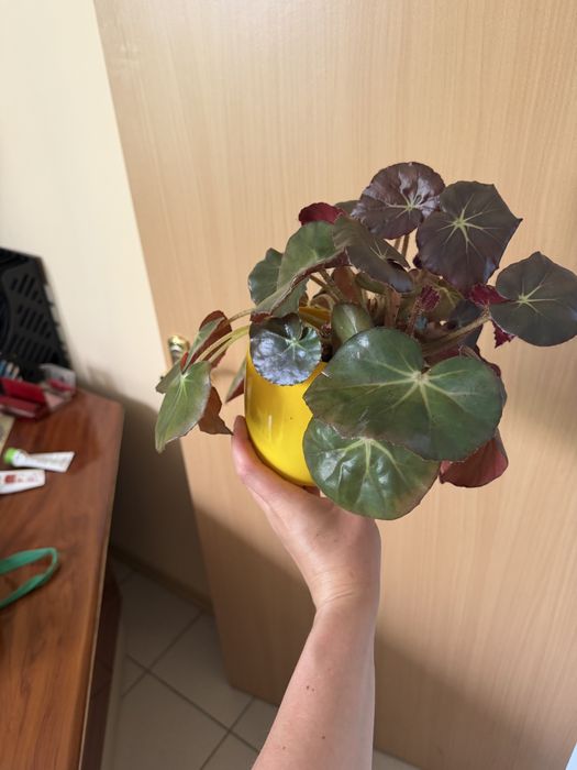 Бігонія різновид вазон
