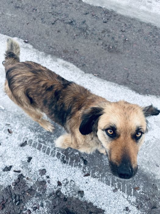 Собака 1 рік, охороняє, тримається територіі