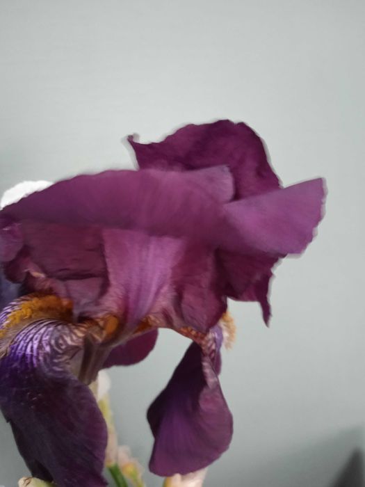 Високі крупні бородаті іриси петушки  клубні