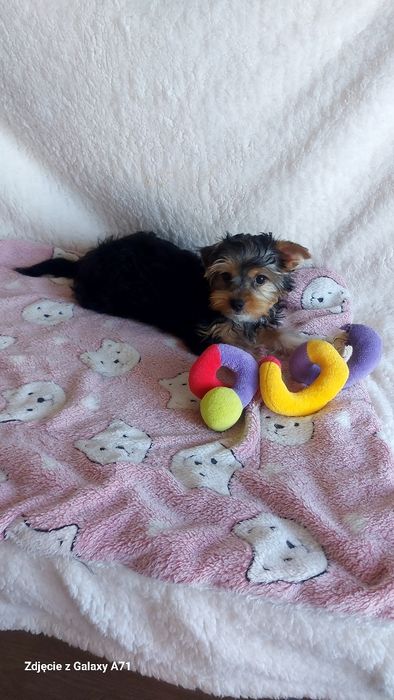 Yorkshire Terrier Biewer minimini Carrier GOTOWY DO ODBIORU!