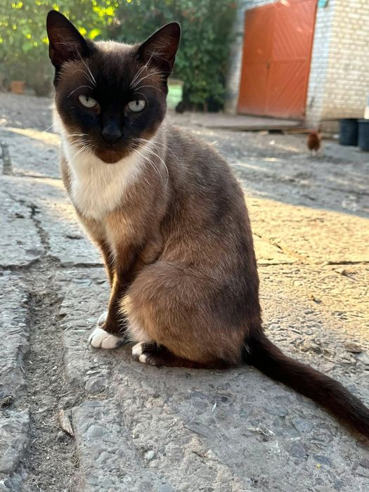 Сіамські кошенята віддам в добрі руки