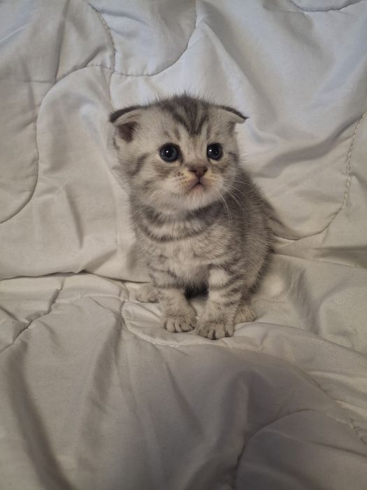 Чистокровні шотландські кошенята шотландские котята