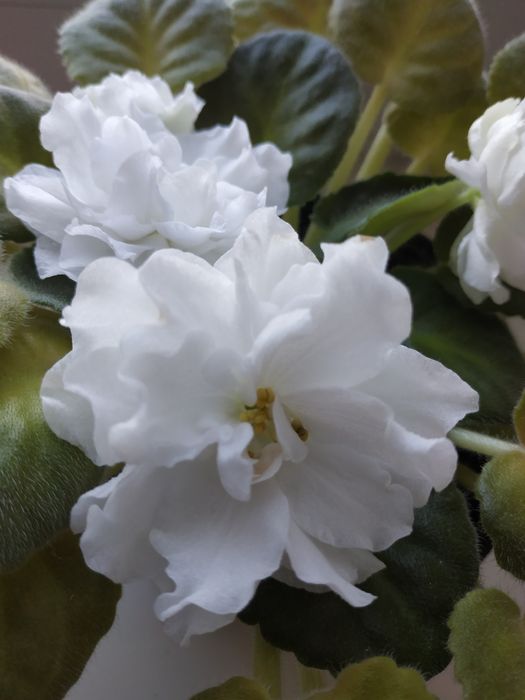 Листочки білосніжної фіалки, стартери