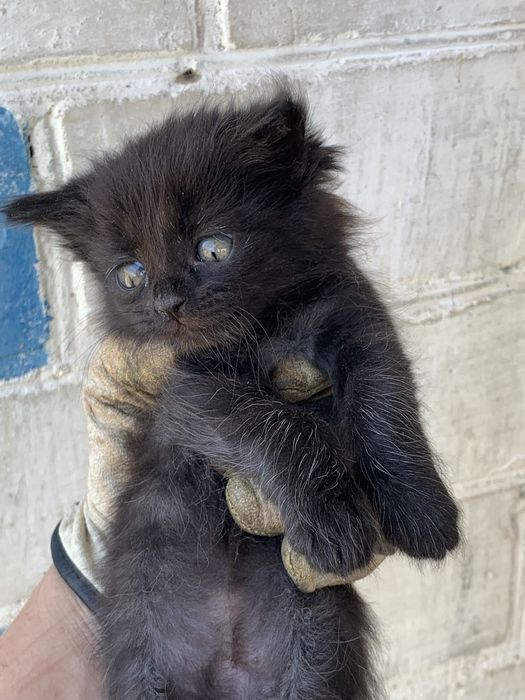 Віддам в добрі руки кошенят