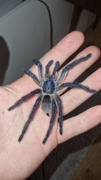 Monocentropus baulfuri swiezy samiec