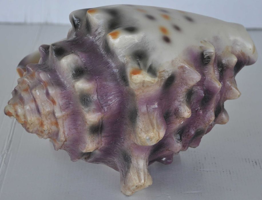 Nawilżacz Powietrza w Kształcie Muszli Generator Pary Powystawowy!