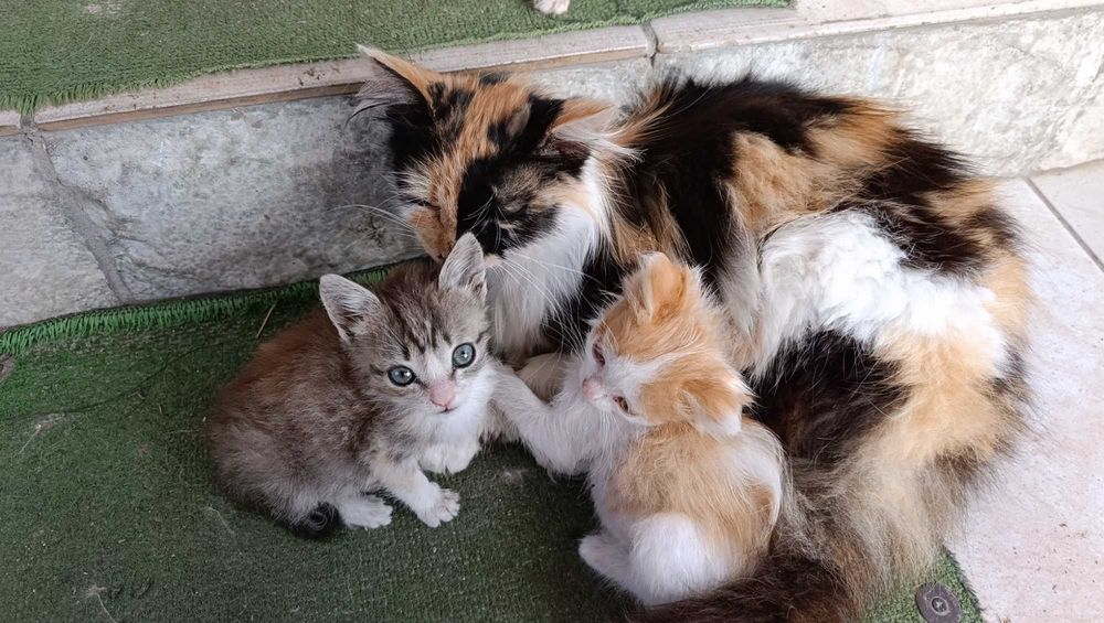 Віддам в добрі руки кошенят