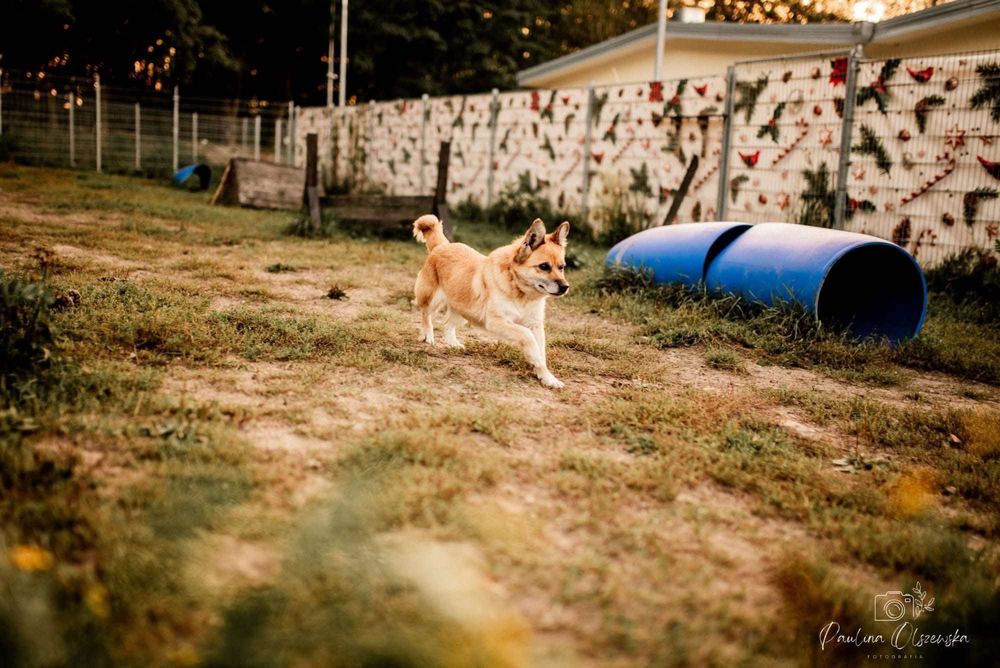 Seniorka Faustyna szuka domu!