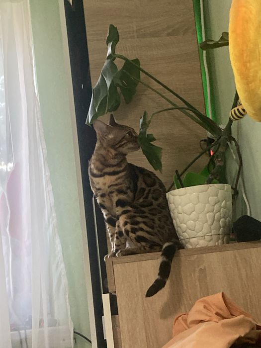 Вʼязка, Бенгальский кіт шукає невістку