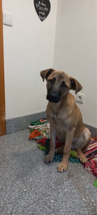 Cao para adoção responsavel