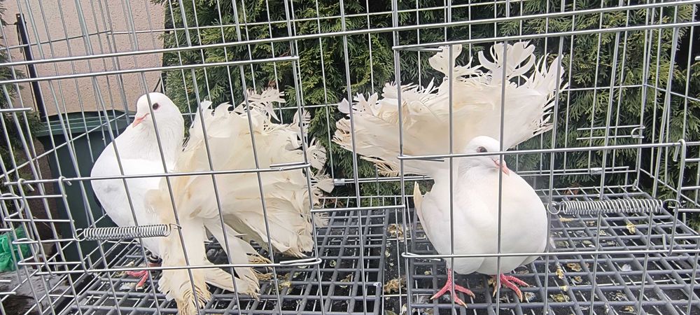 Gołębie pawiki ogrodowe