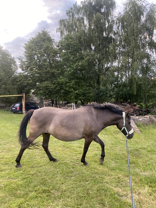 Klacz dla doswoadczonego przyszłościowa do 100cm