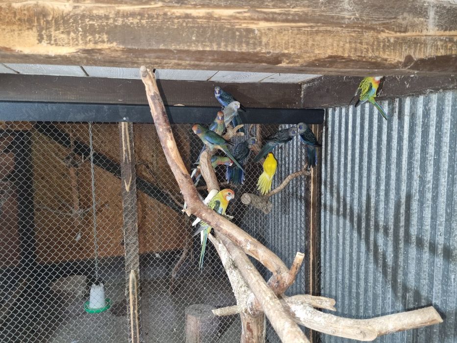 Papugi faliste kolorowe