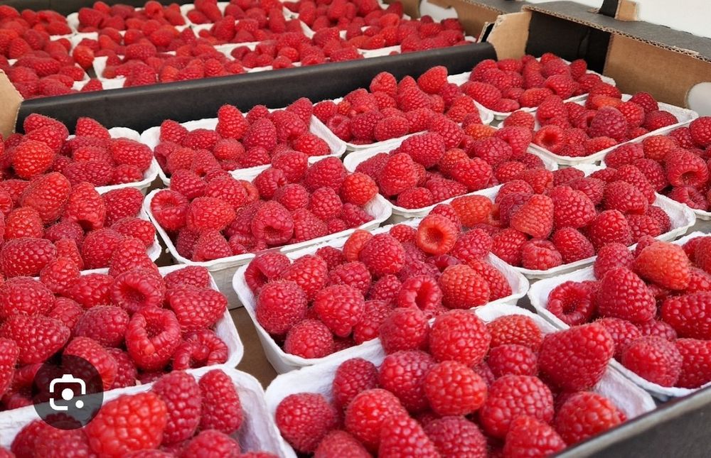 Sprzedam maliny z własnego ogródka