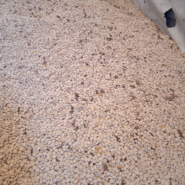 Люпин солодкій сорт Дега