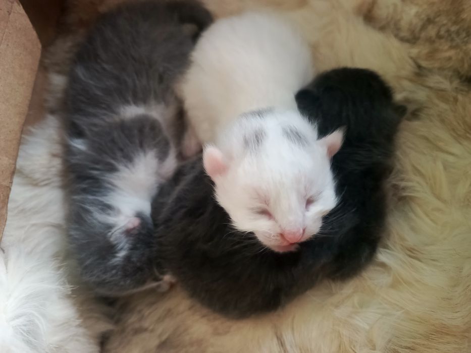 Безкоштовно!!! Муркотяще щастя в добрі руки