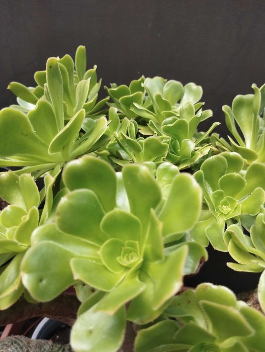 Suculenta Aeonium arboreum 'Atropurpureum'