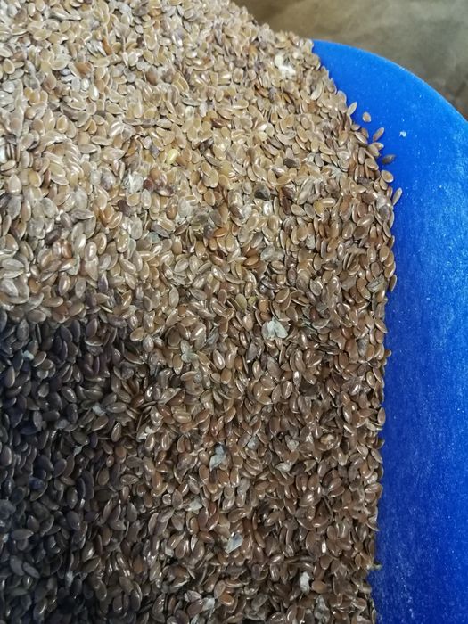 Słonecznik czarny, pasiak, łuskany, worki 20kg