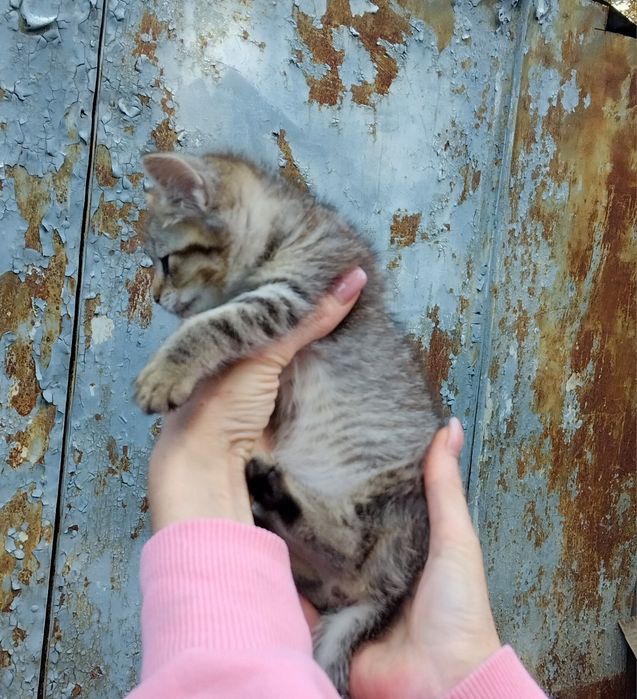 Допоможіть спасти манюню та знайти сім'ю дівчинкі!