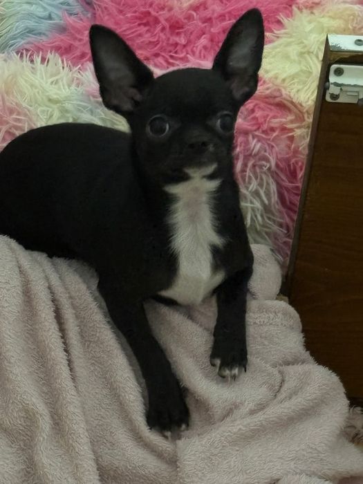 Chihuahua fêmea  linda