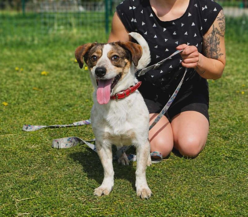 młody, energiczny, mały pies czeka na dom