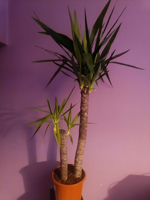 Palma Juka Yuca Yucca 130cm