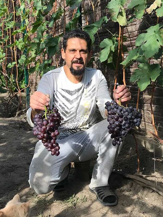 Виноград-кишмиш (безнасіневий) - саджанці