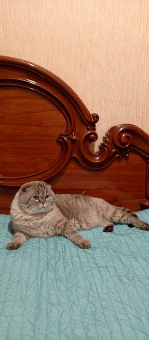Кот для вязки вислоухий шотландский