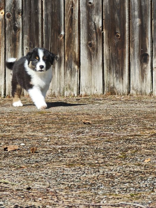 Owczarek australijski