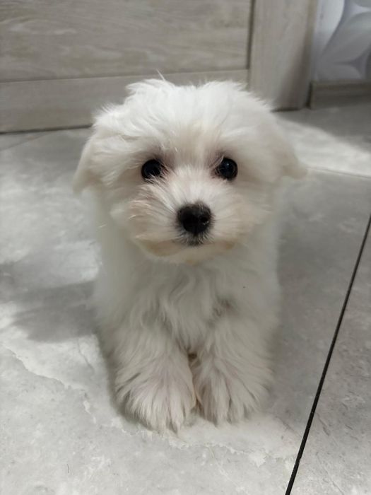 Szczeniaczek maltańczyk