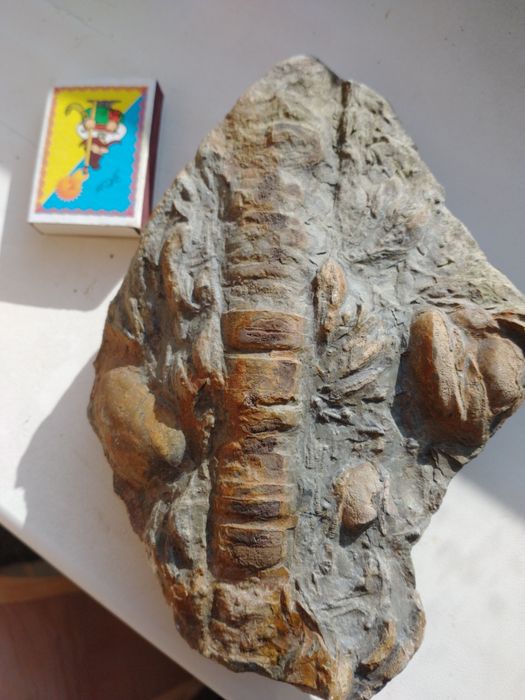 Скам'янілий Ортоцерас, 10штук за 1000 грн