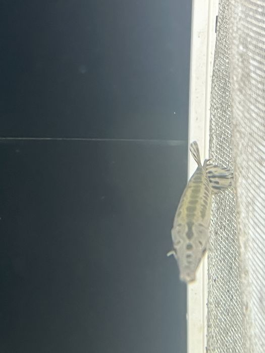 GAR Florida 14/15cm